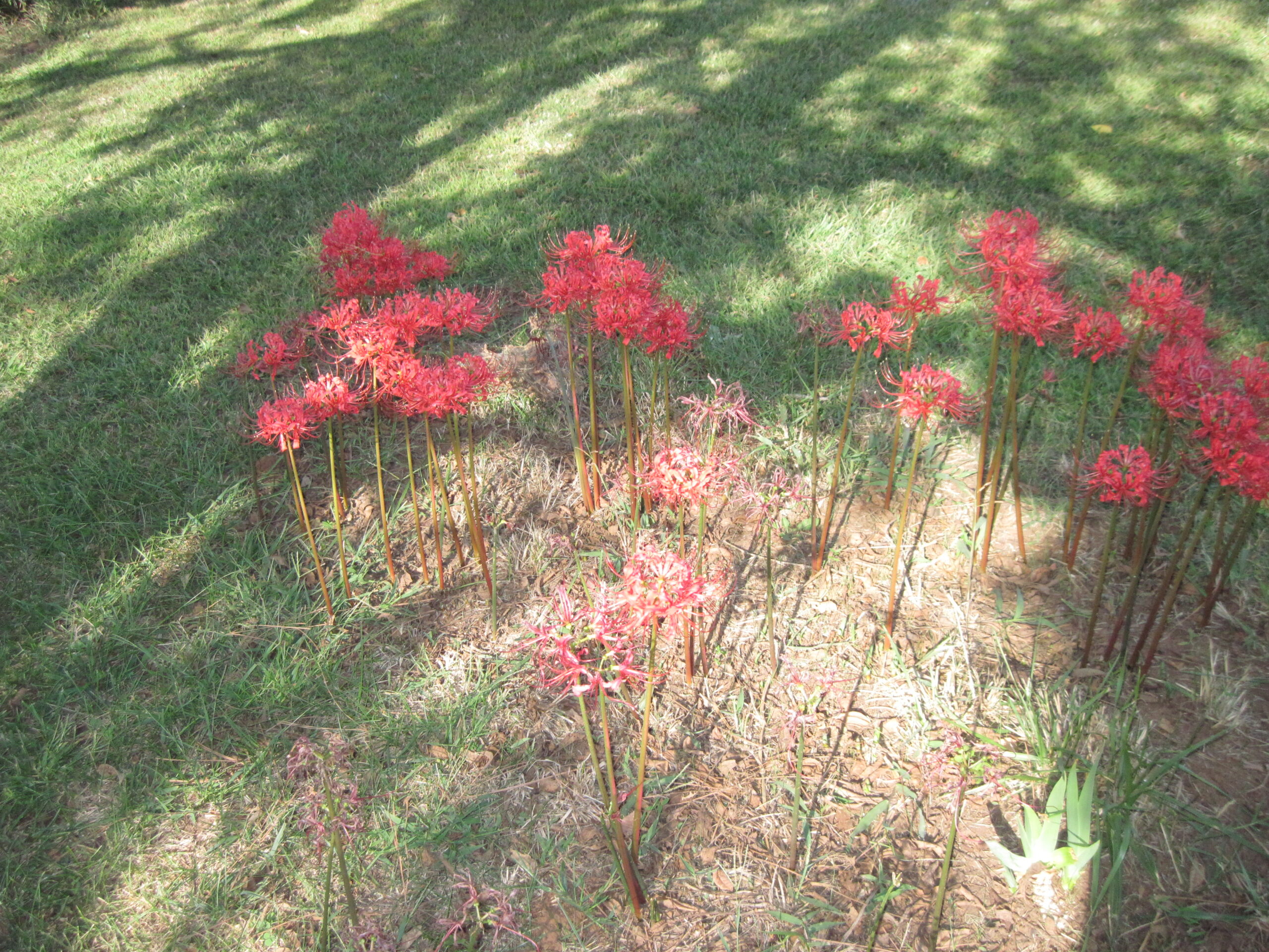 49 Color Presets: Find Your Perfect Aesthetic