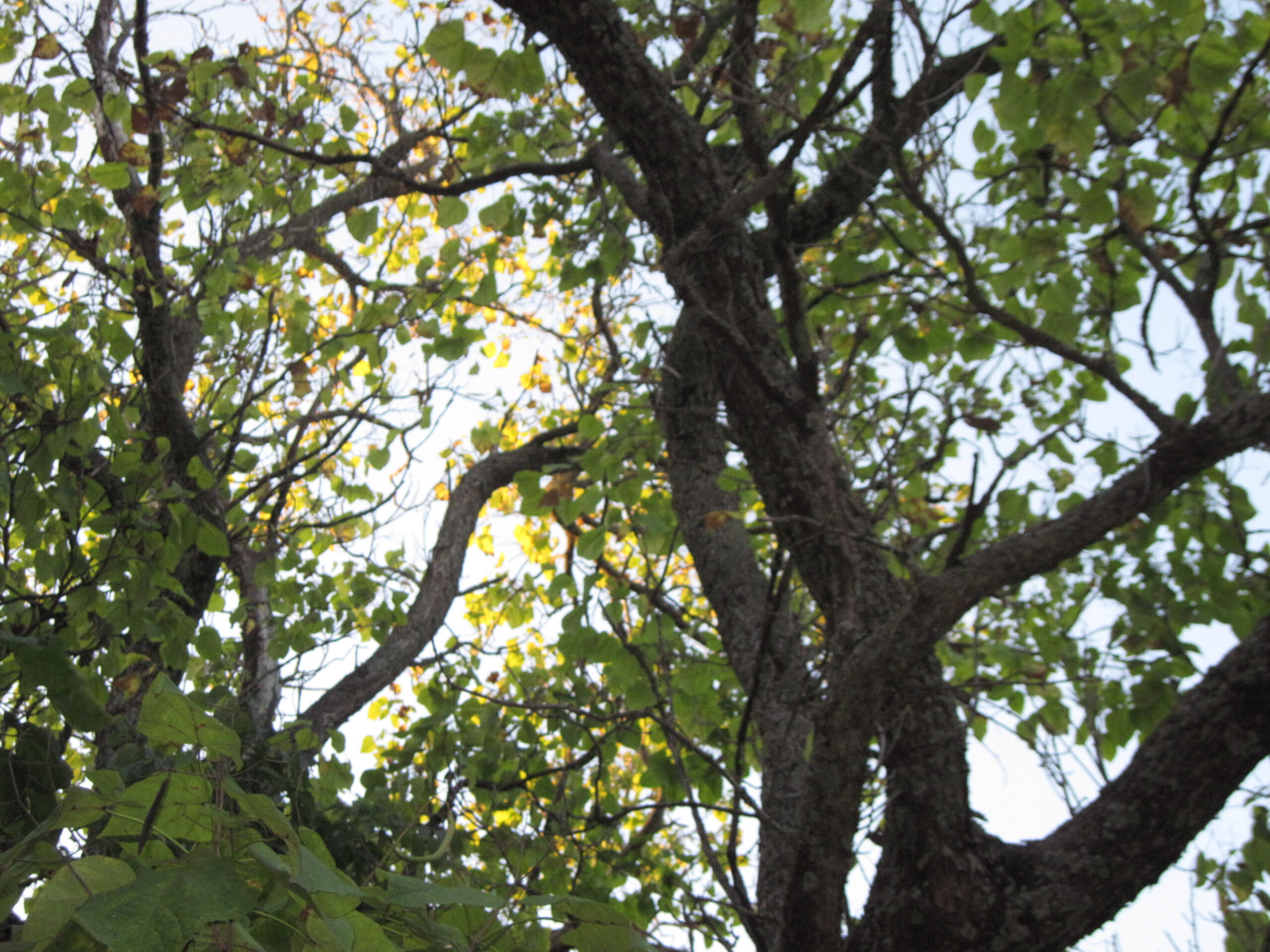 49 Color Presets: Find Your Perfect Aesthetic