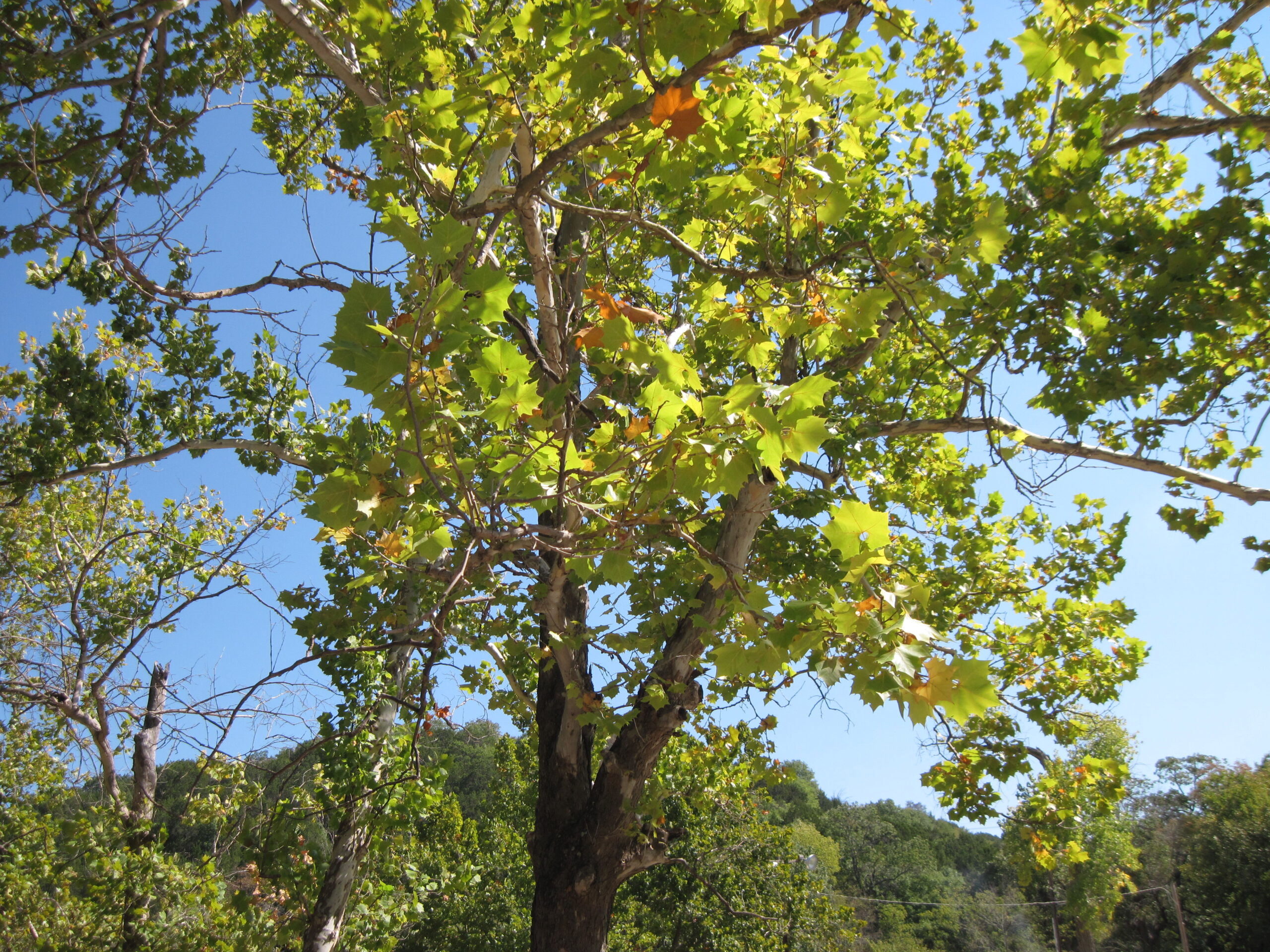 49 Color Presets: Find Your Perfect Aesthetic