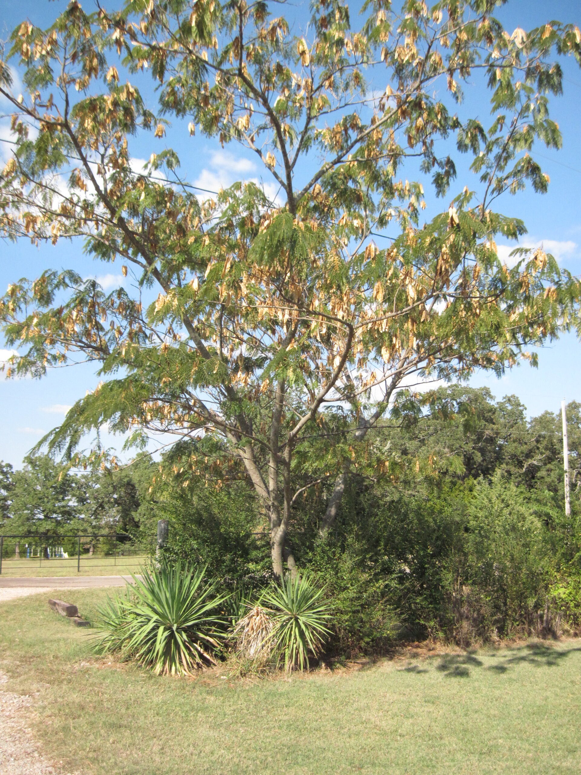 Chrome Text Effects: Animated Metallic Typography