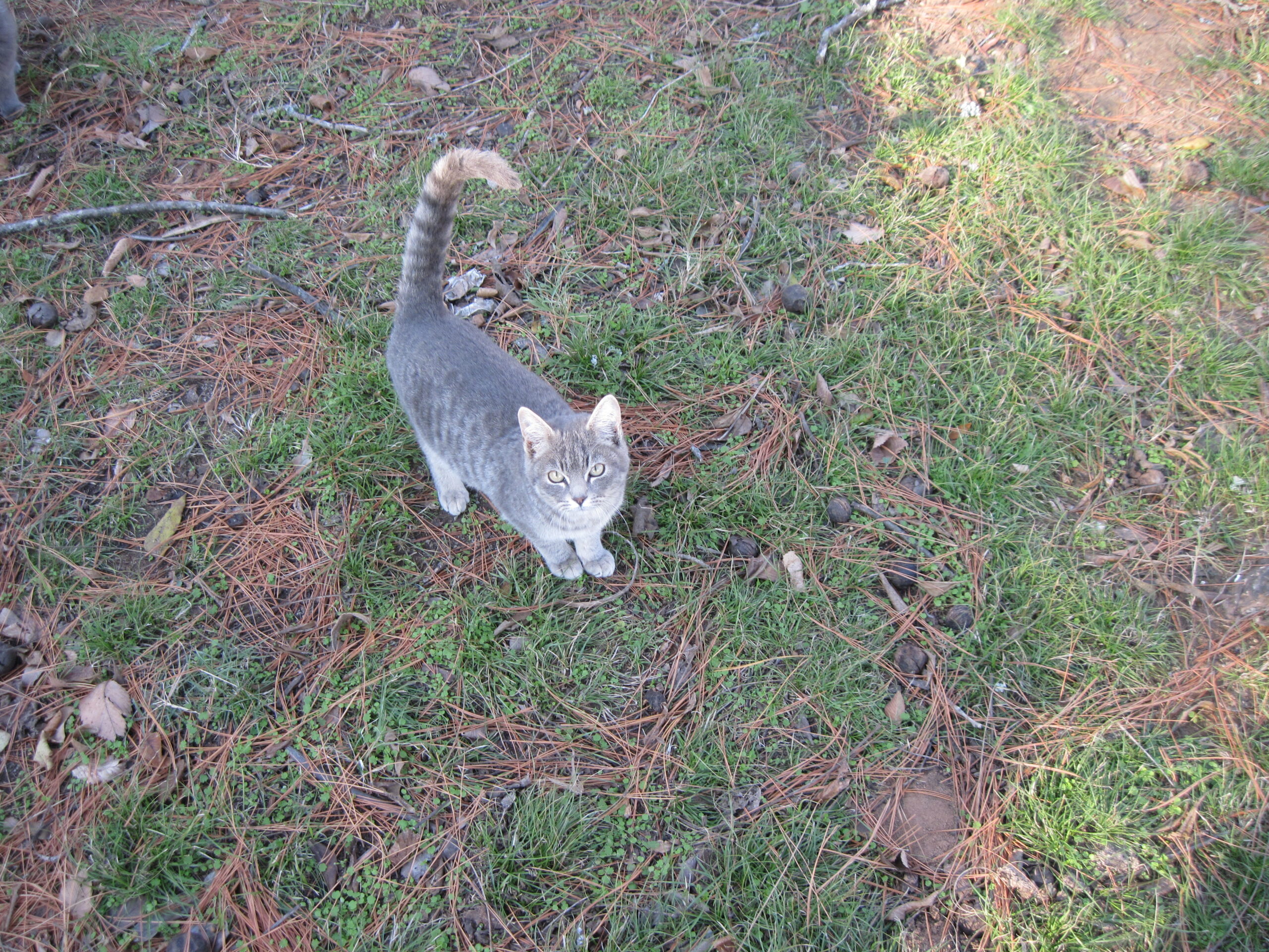 Chrome Text Effects: Animated Metallic Typography