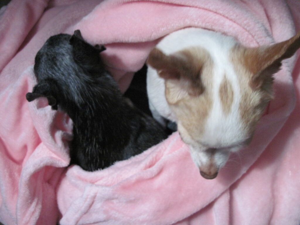 Chrome Text Effects: Animated Metallic Typography